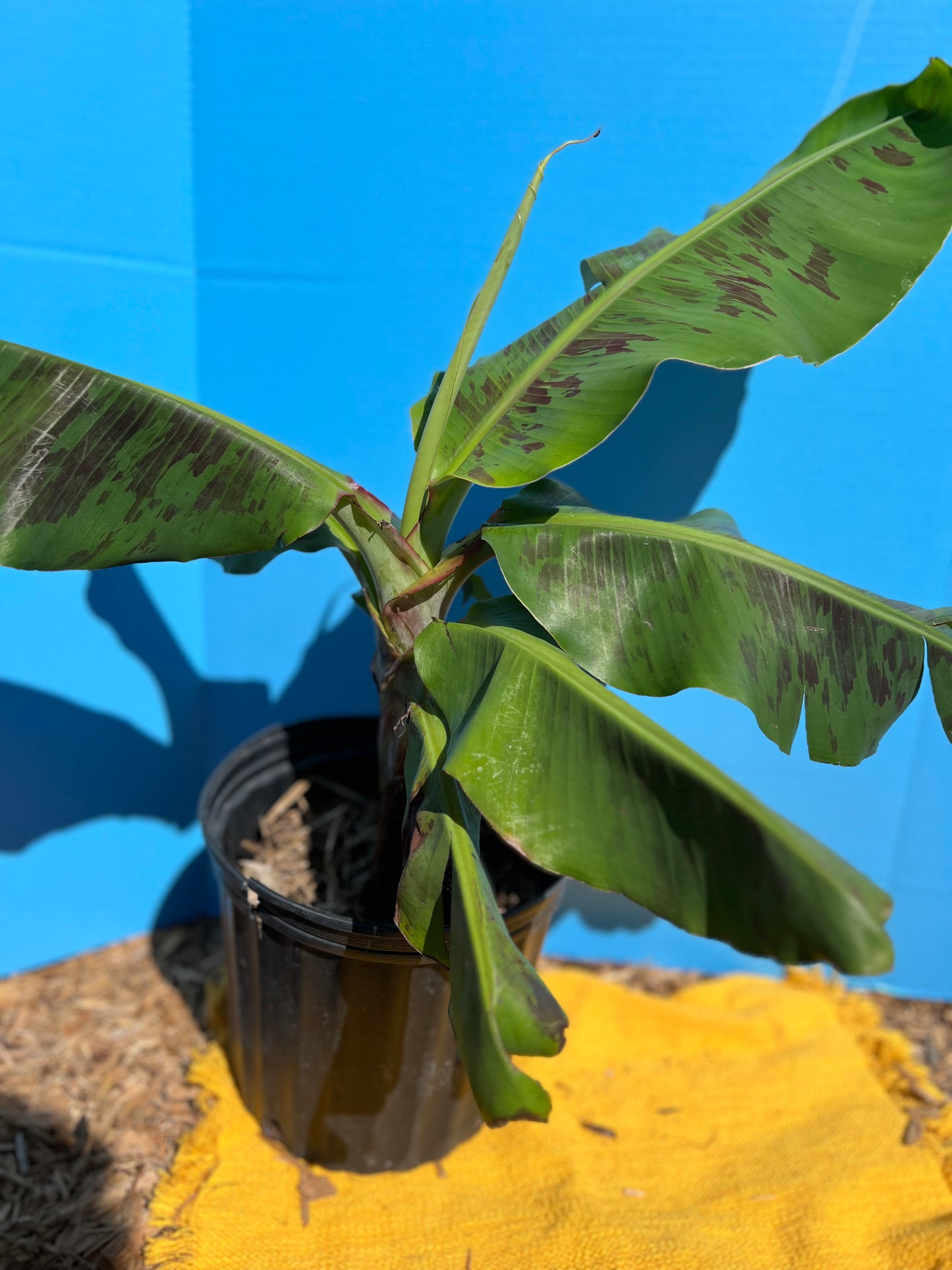 medium size plantain