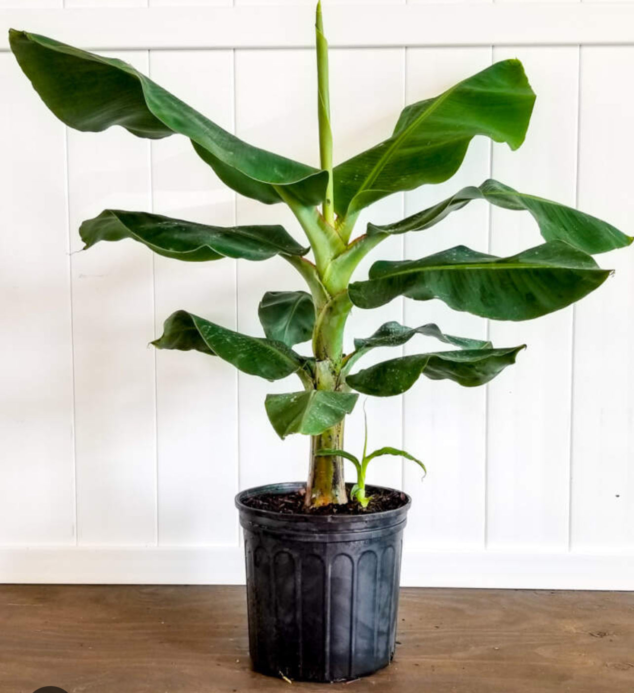 Dwarf Cavendish Banana Tree