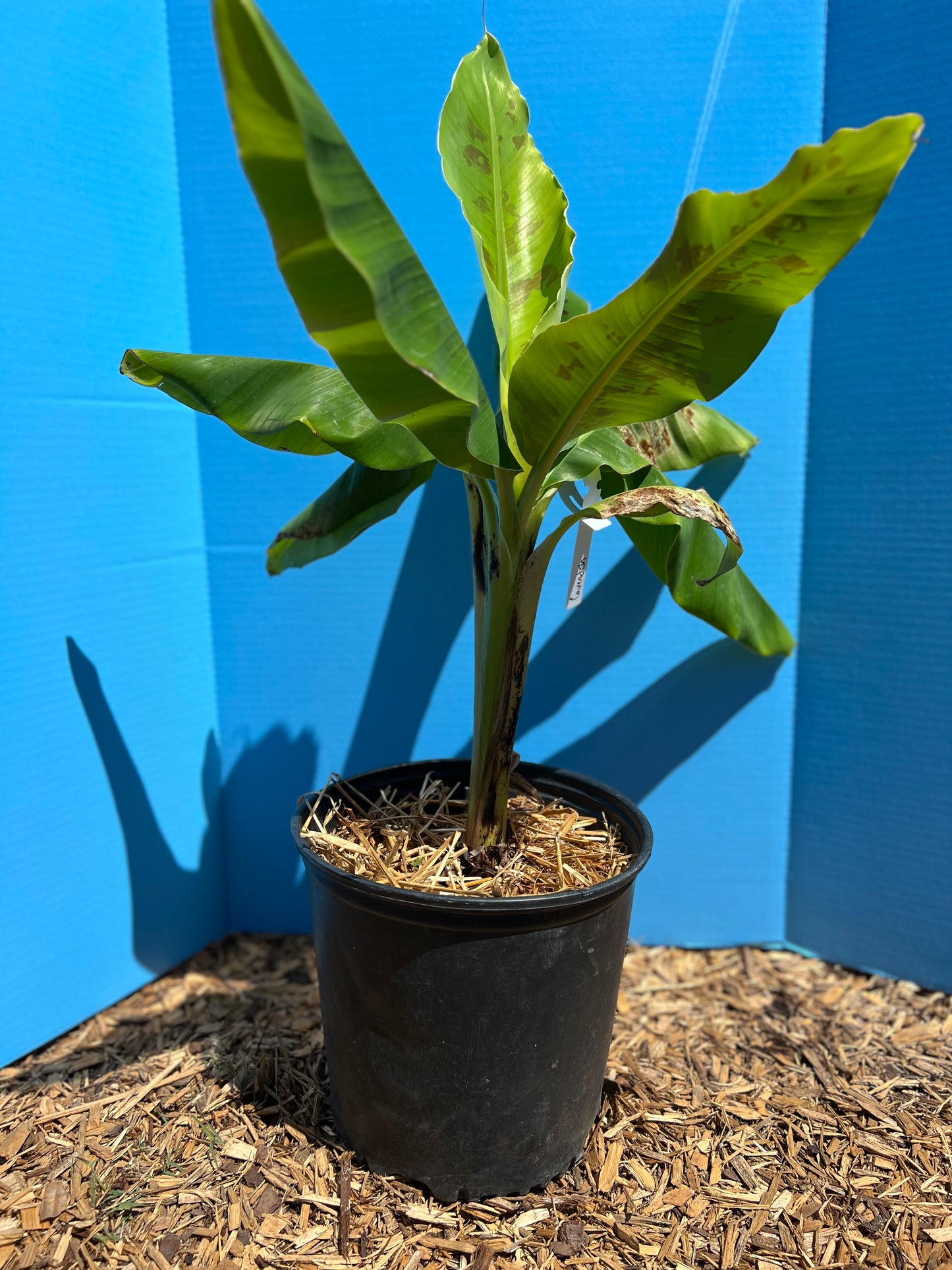 Dwarf Cavendish Banana Tree