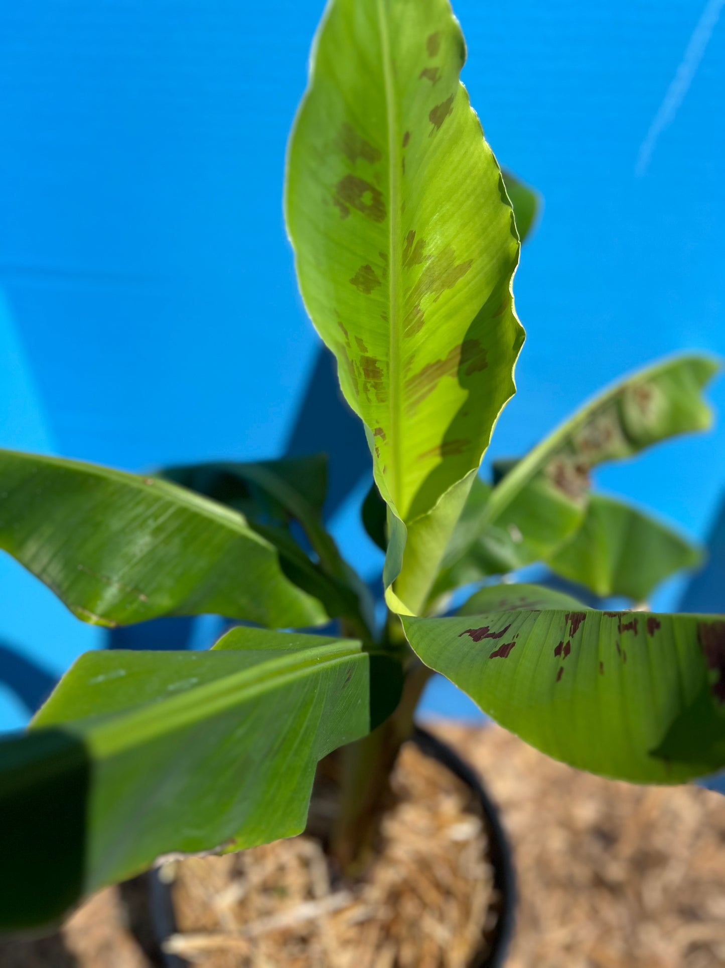 Dwarf Cavendish Banana Tree