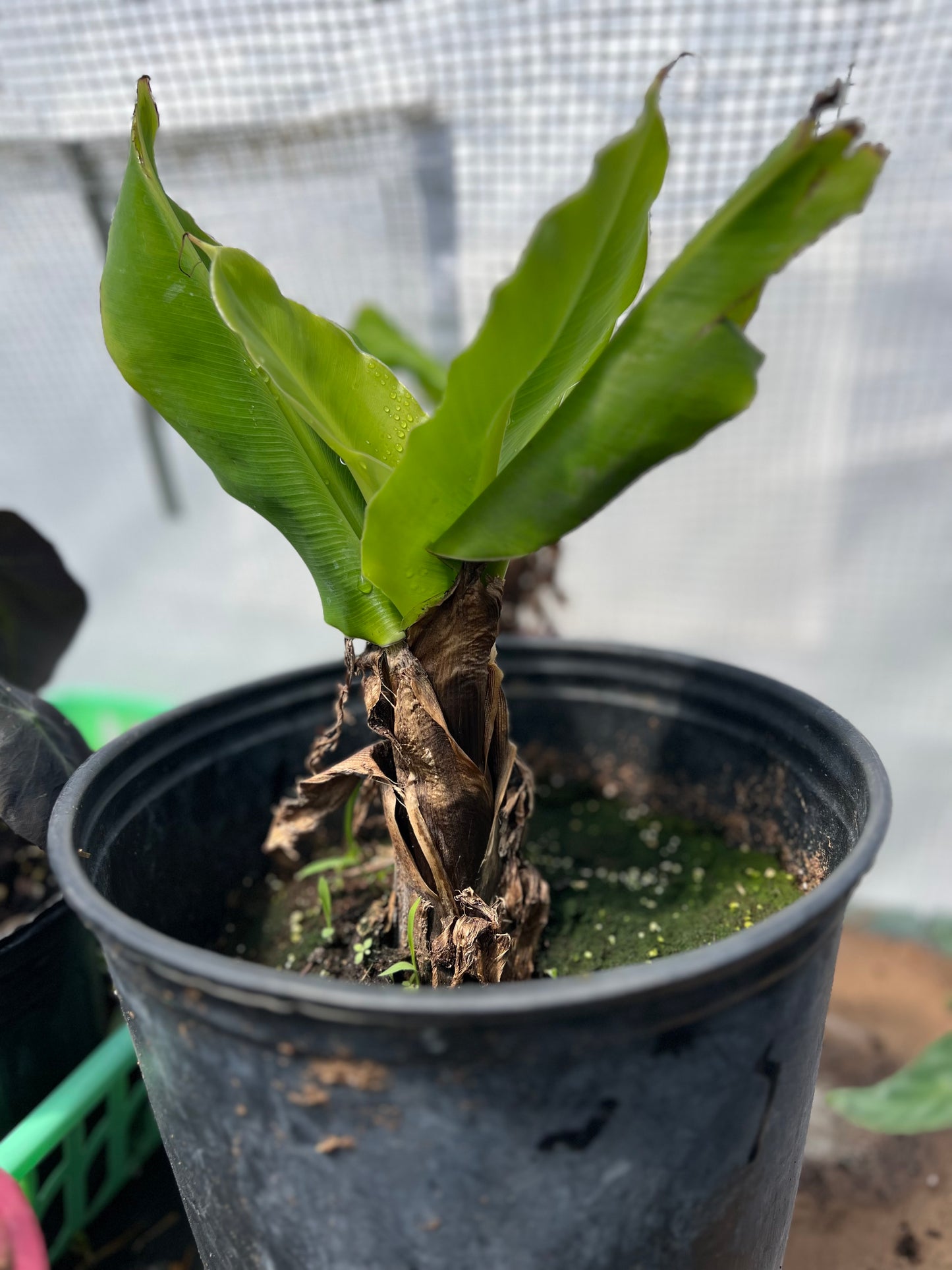 Dwarf Cavendish Banana Tree