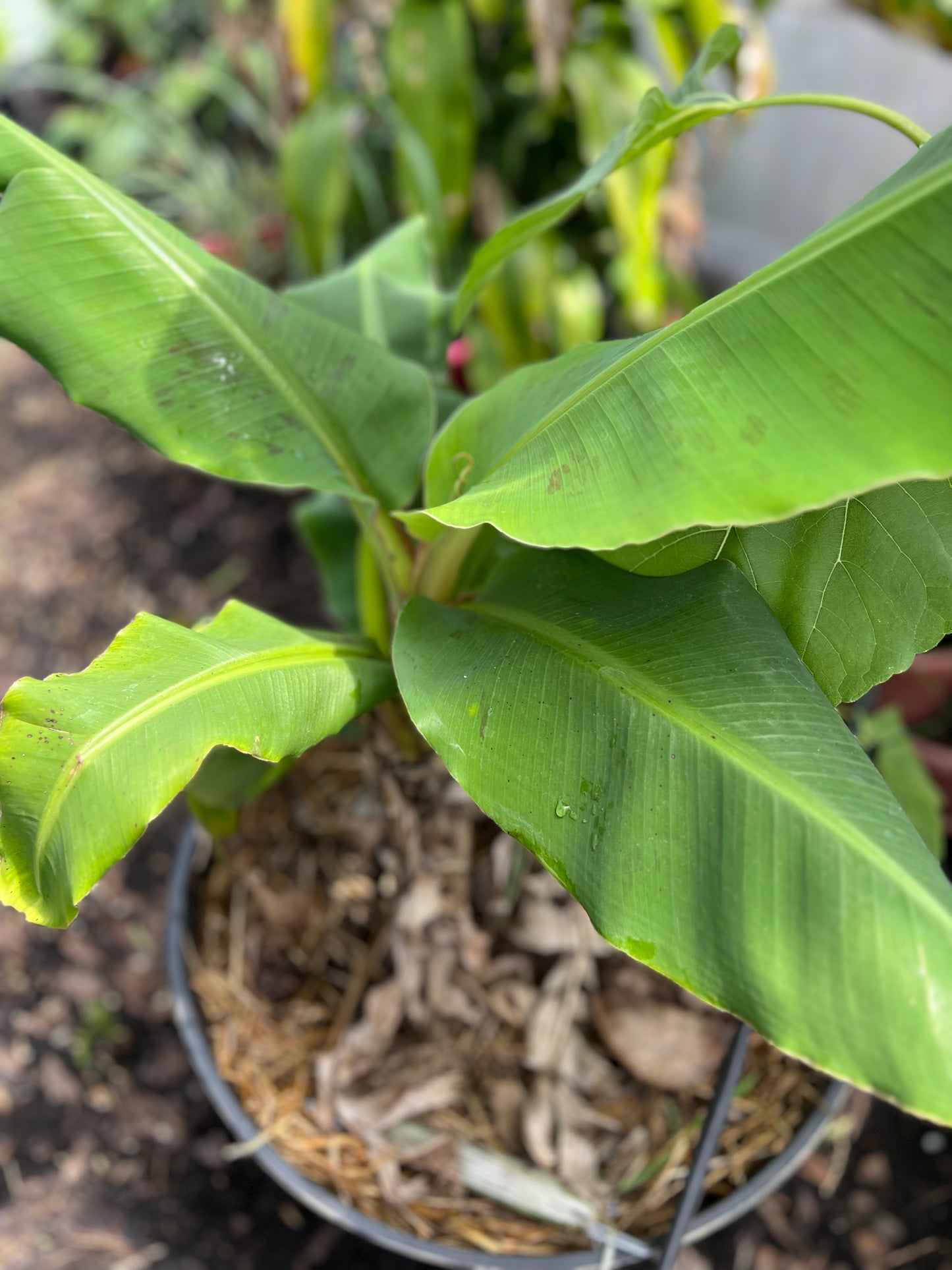 Dwarf Cavendish Banana Tree