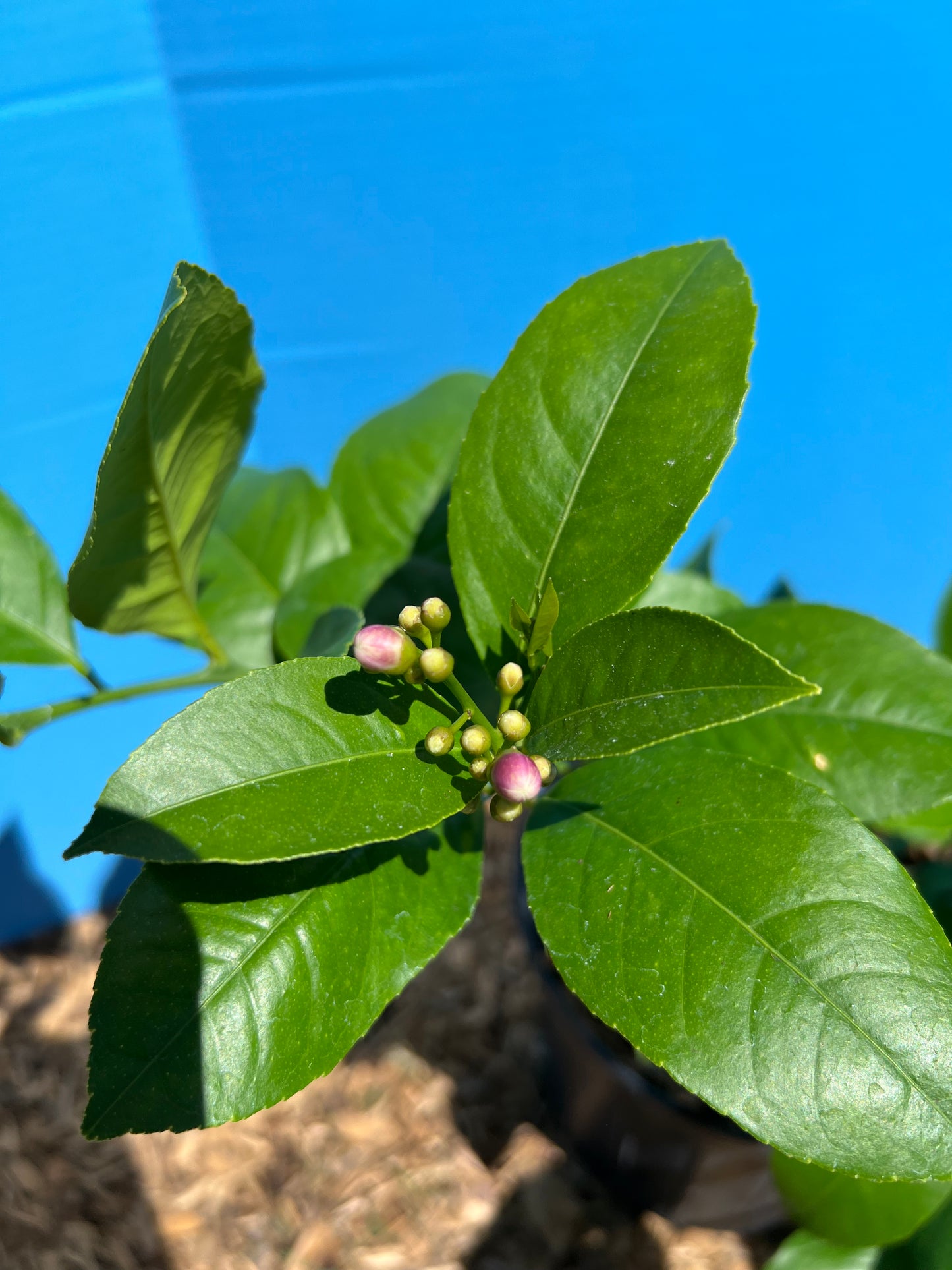 lemon trees