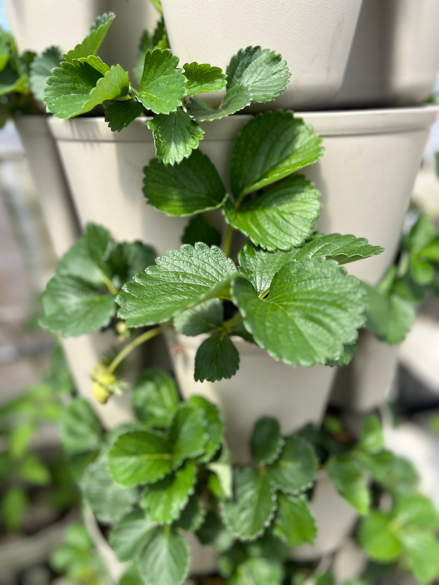 Sweet Charlie strawberry plants