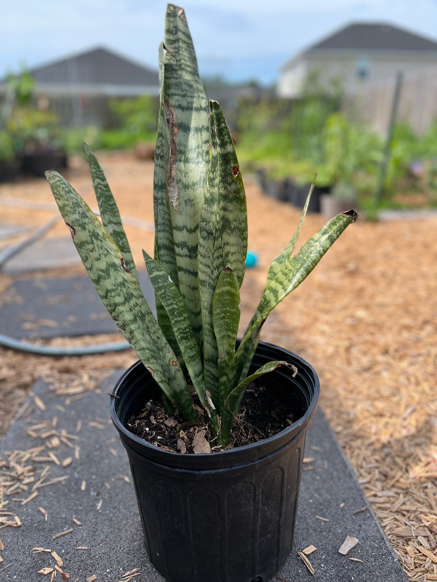 Snake plants