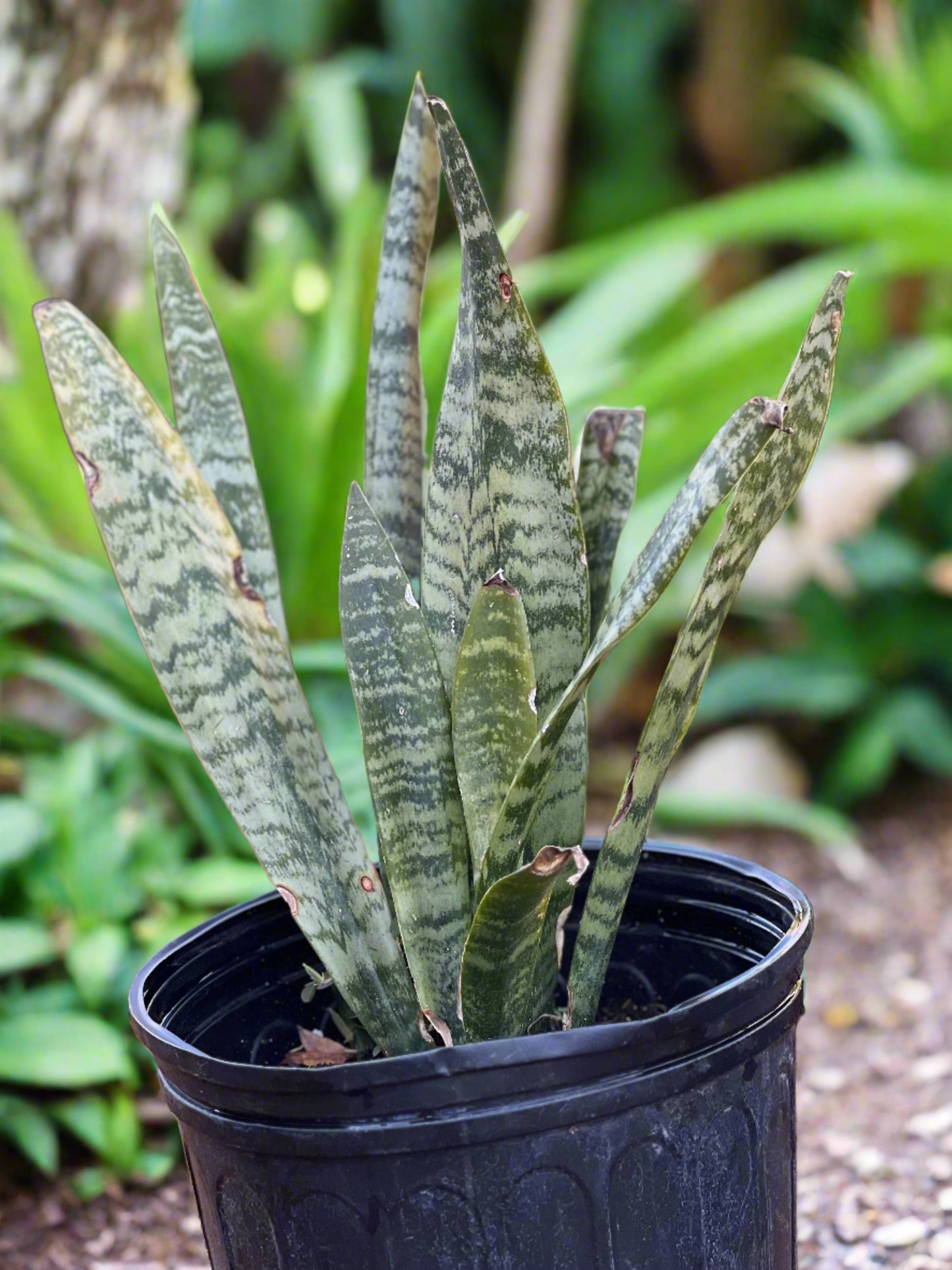 Snake plants