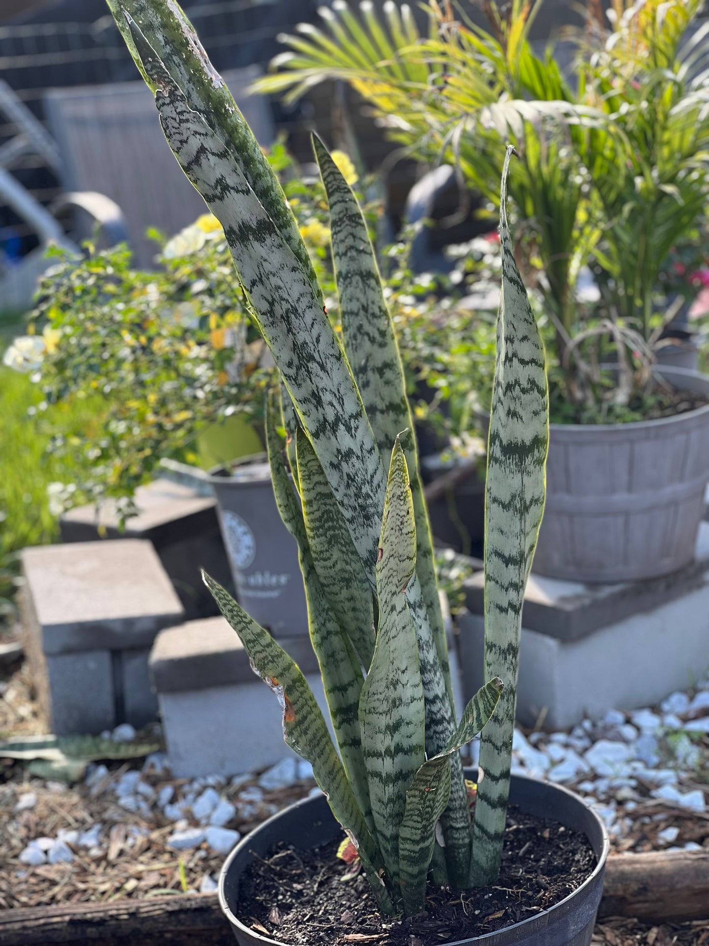 Snake plants