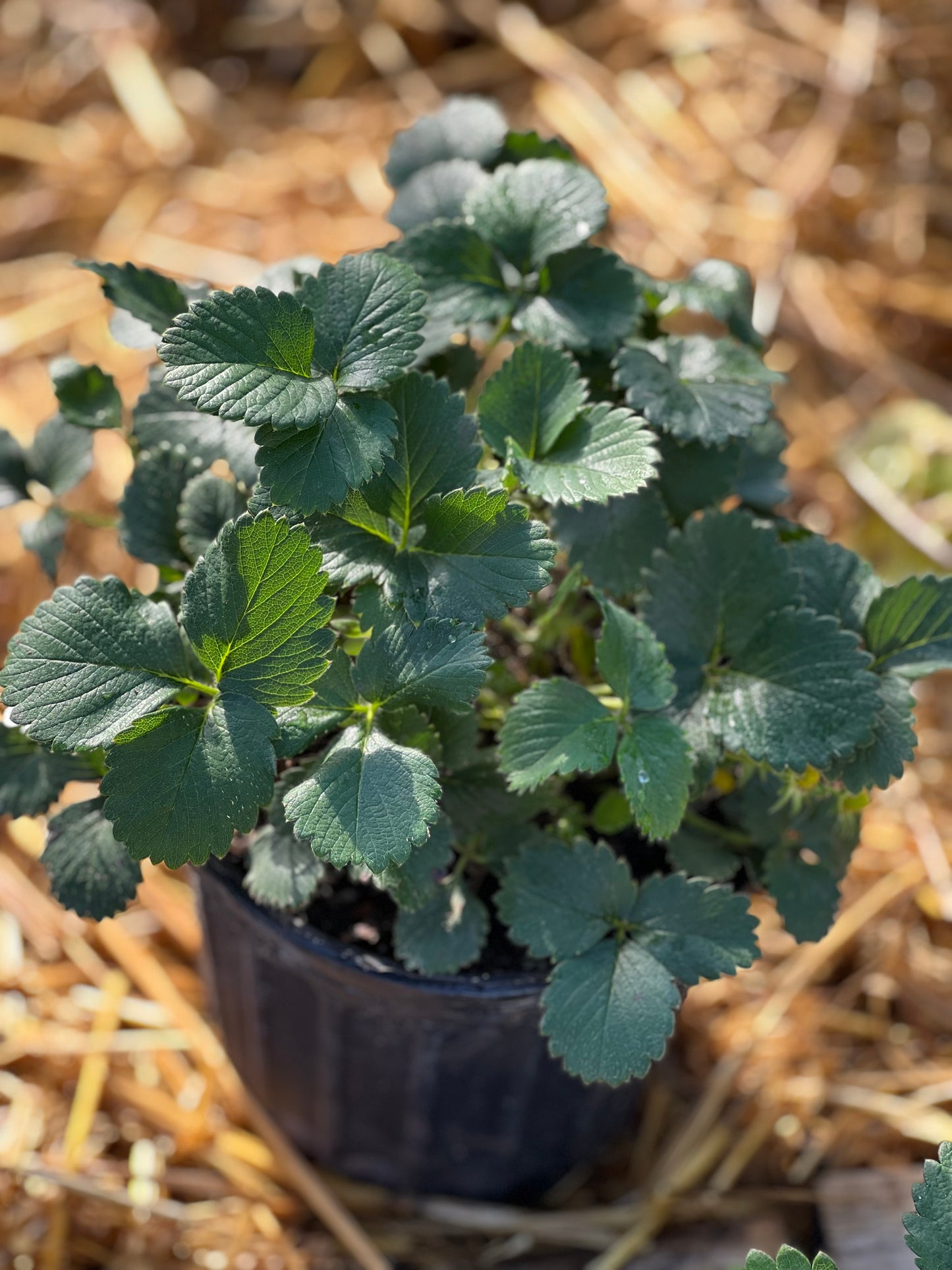 Extra large Allstar Strawberry Plants