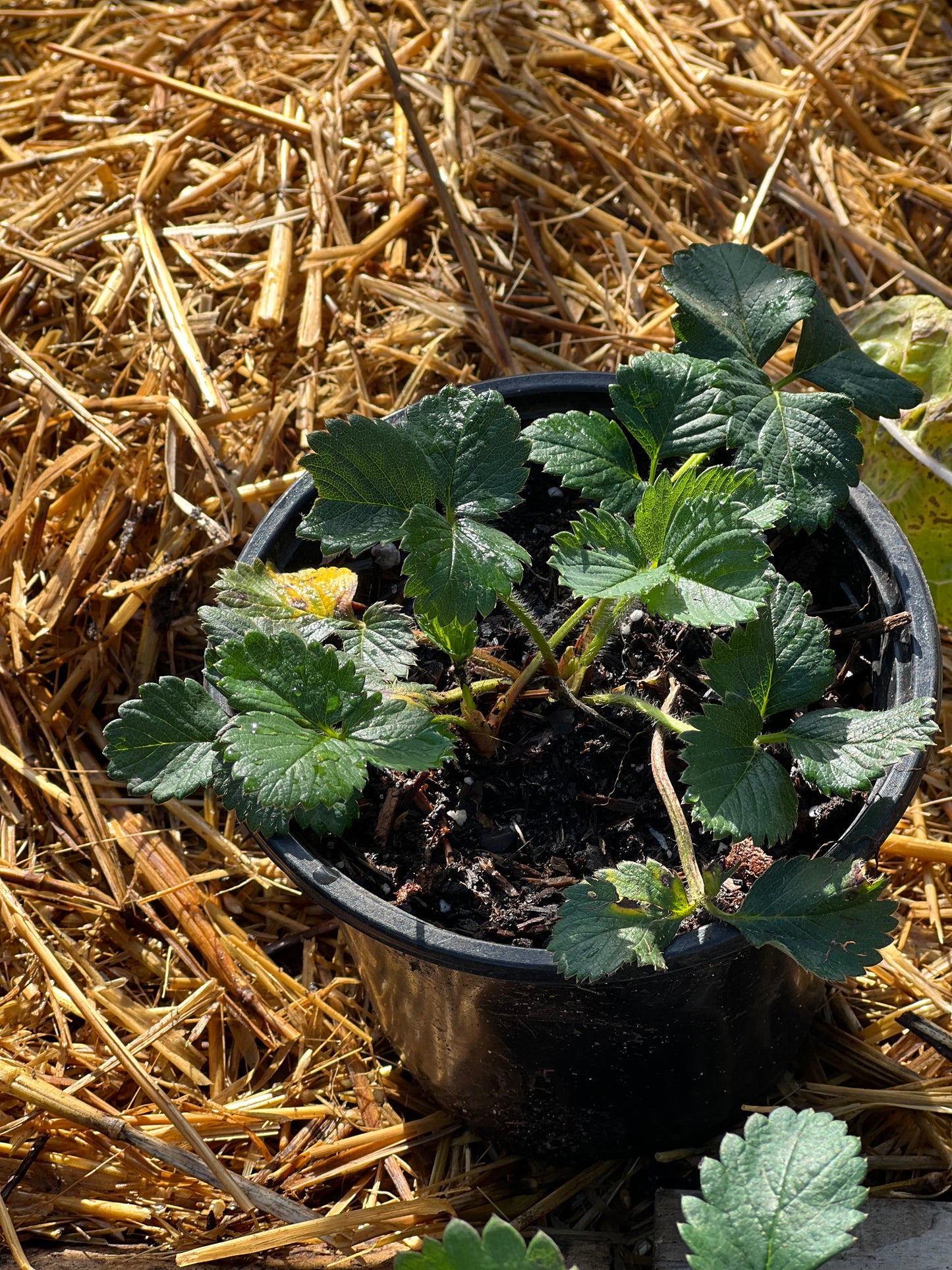 mature Sweet Charlie Strawberry plants