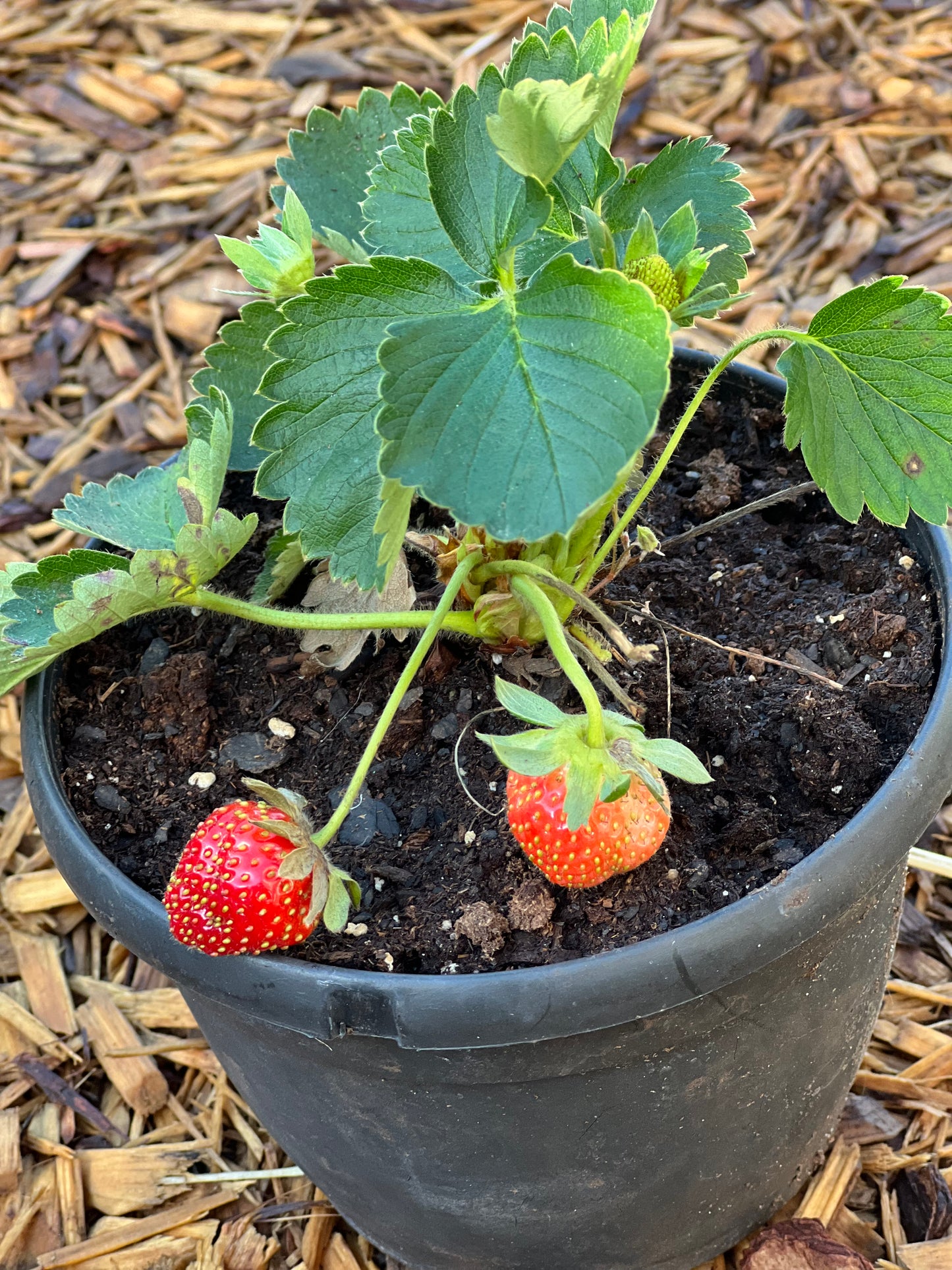 mature Sweet Charlie Strawberry plants