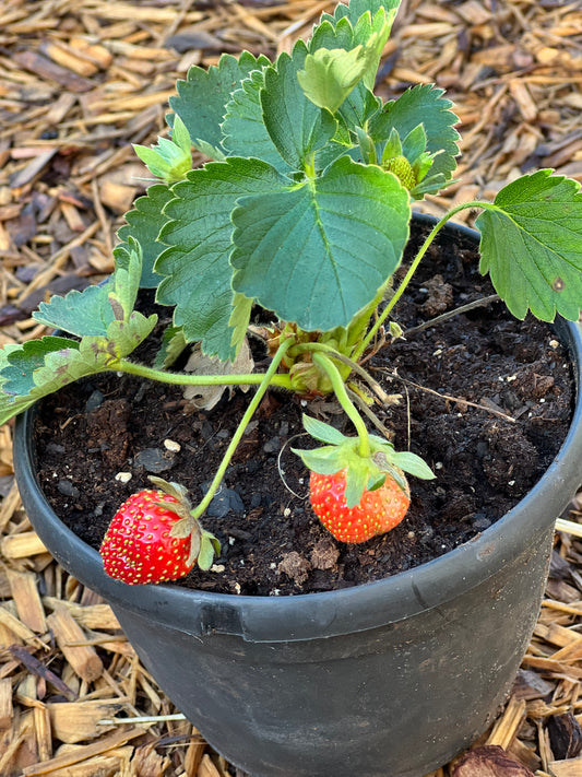 mature Sweet Charlie Strawberry plants