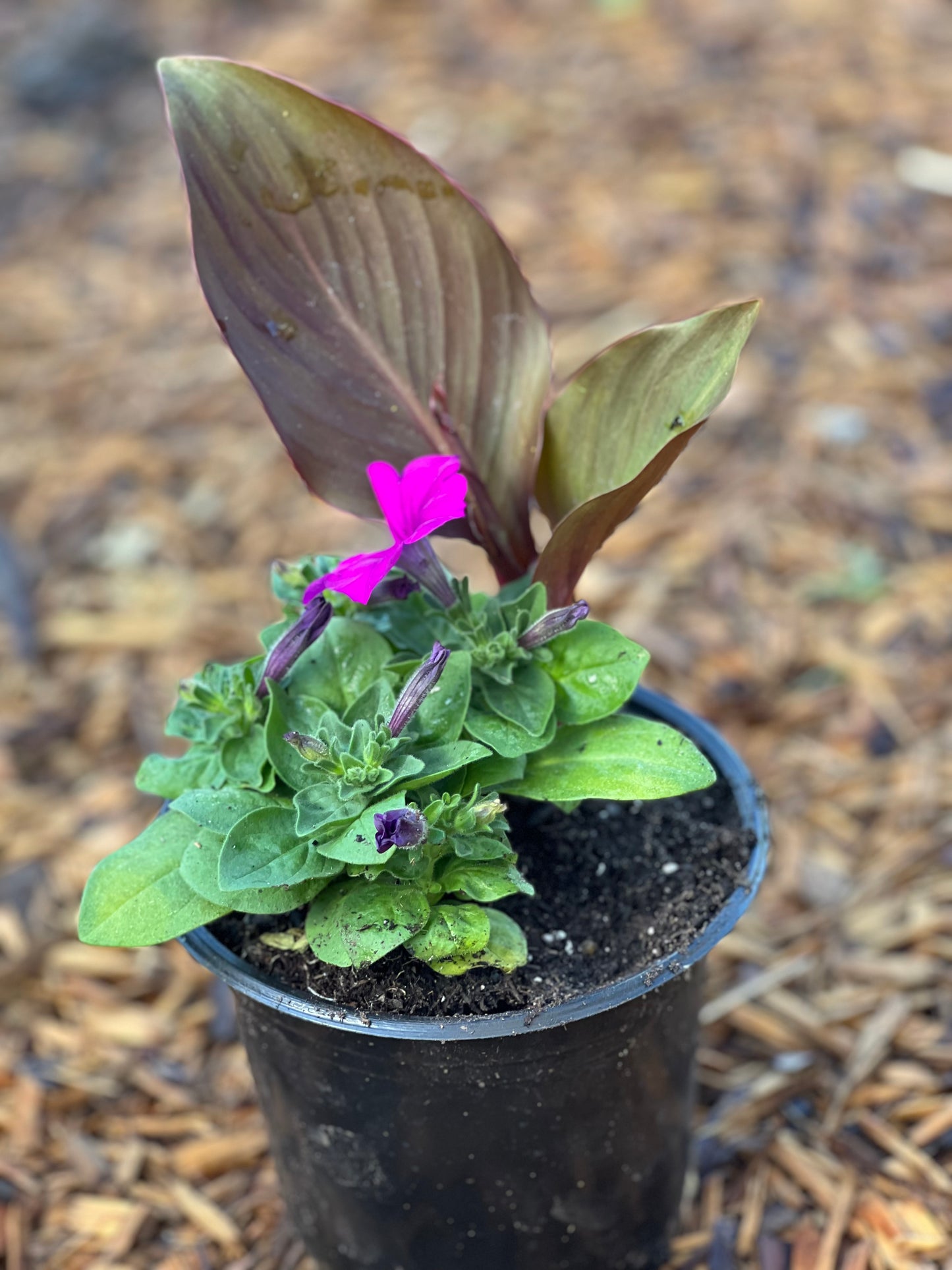 Assorted Planters