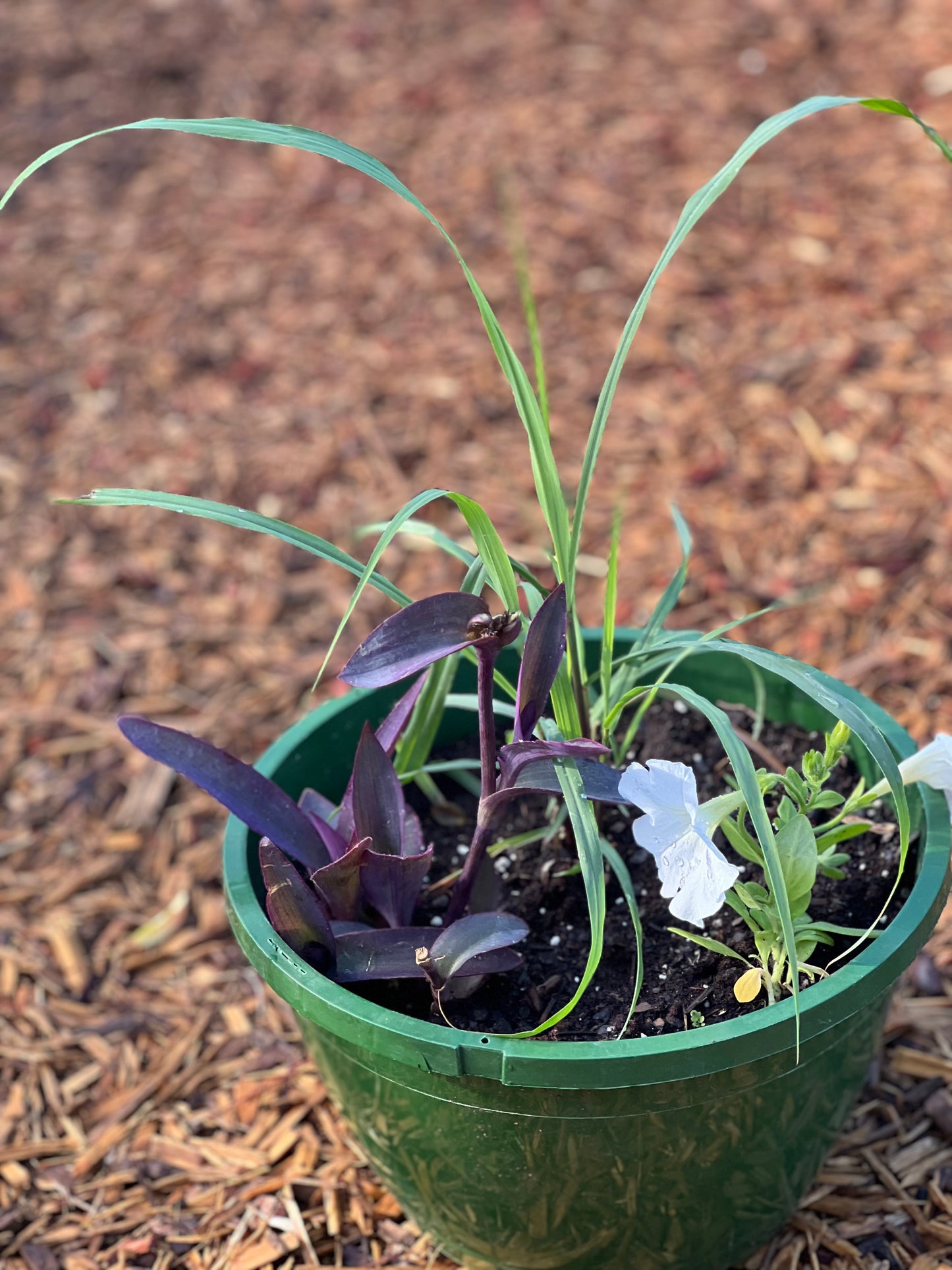 Assorted Planters