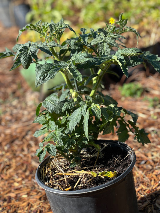 Better Bush tomato