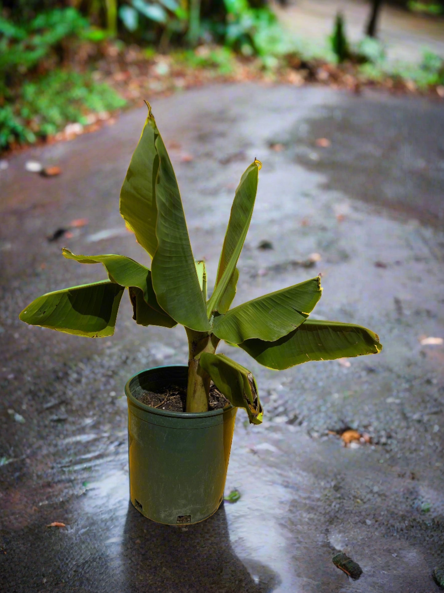 small dwarf Plantain