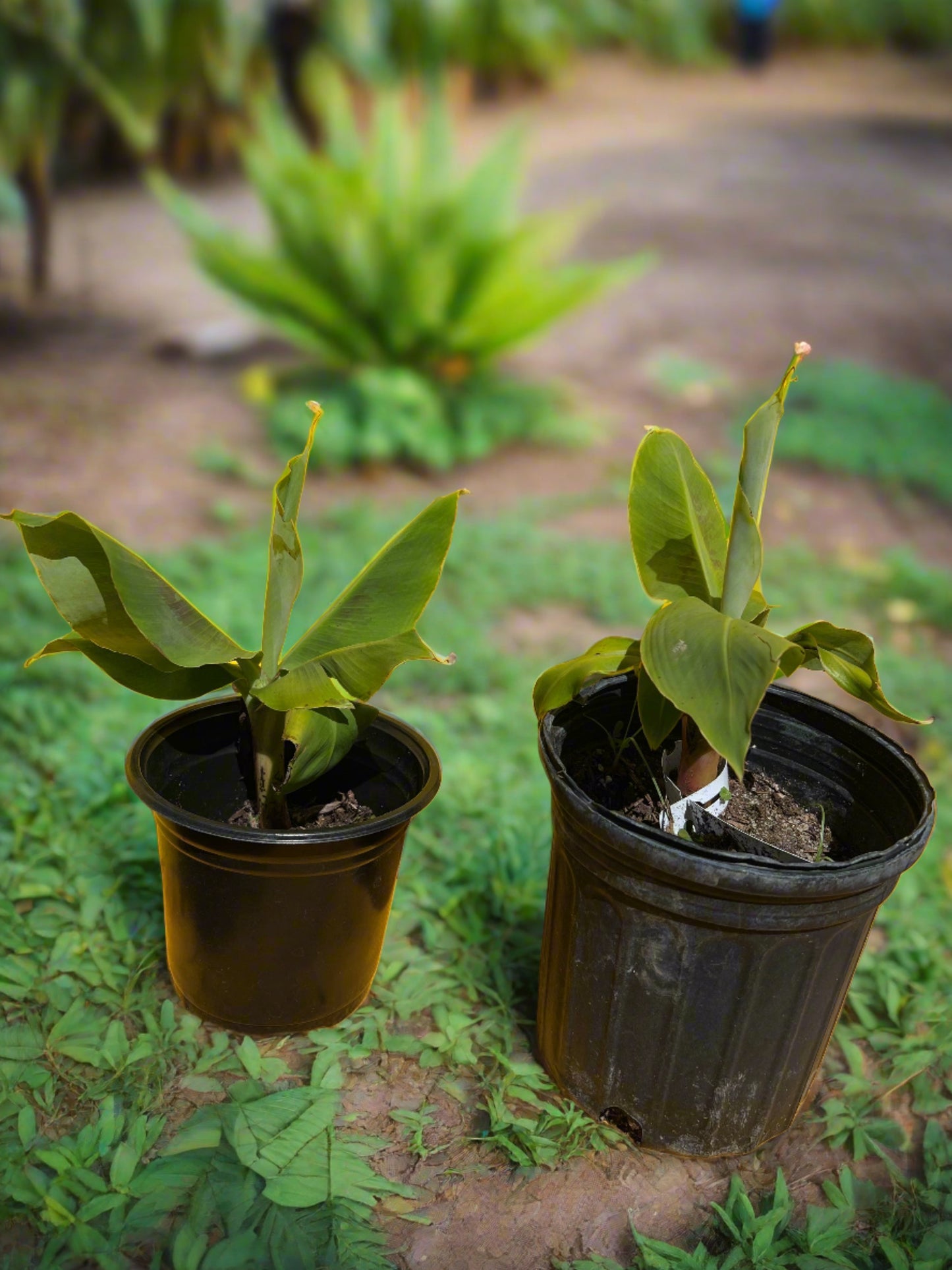 small dwarf Plantain