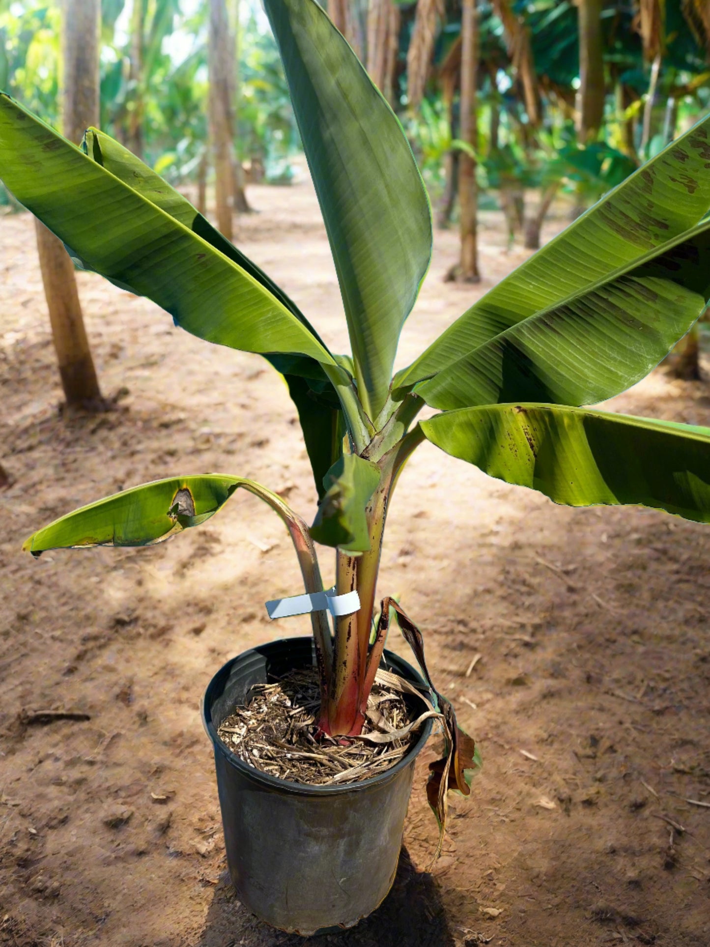 medium size plantain