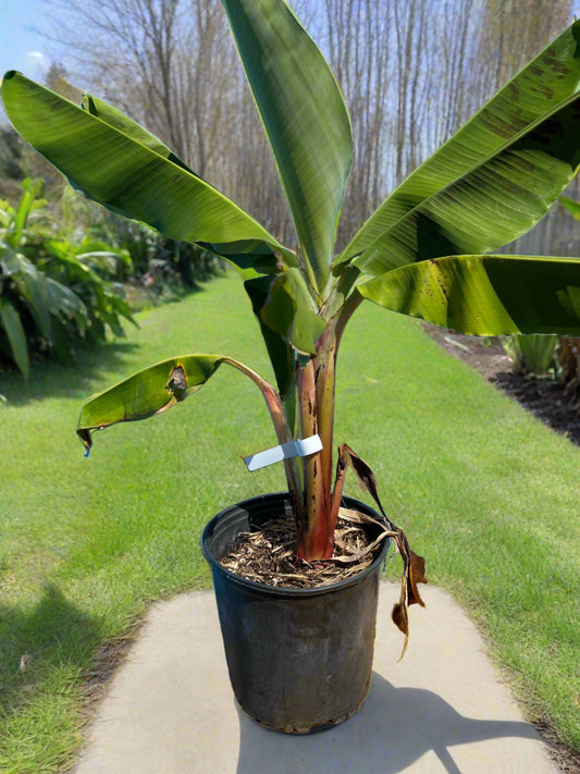 medium size plantain