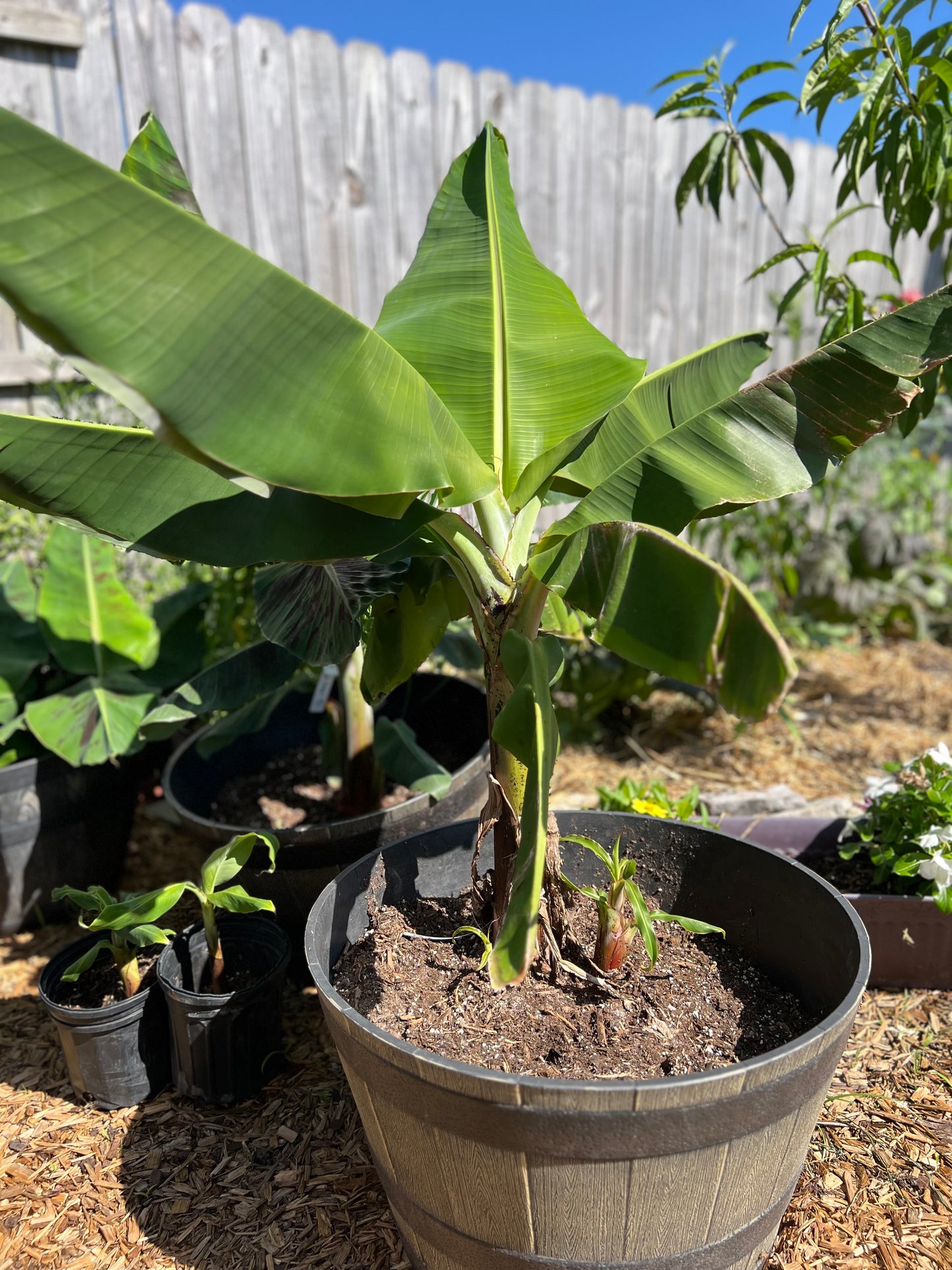 Large Plantain