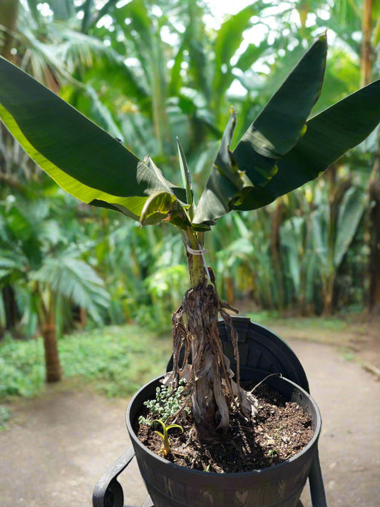 Large Plantain