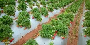 Sweet Charlie strawberry plants