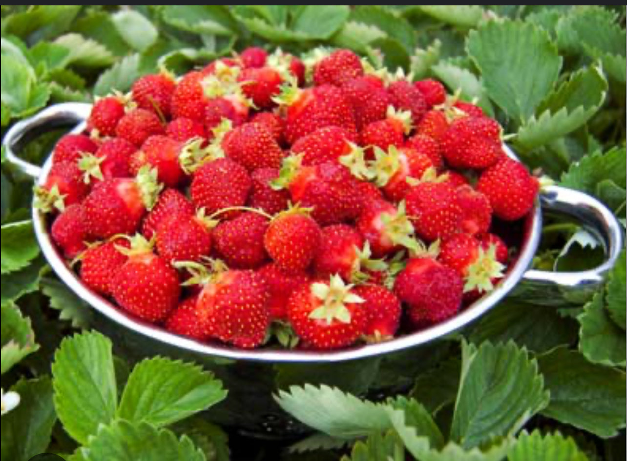 Quinault Strawberry plants