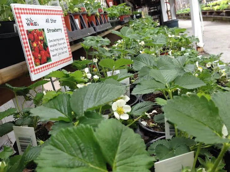 Allstar strawberry plants